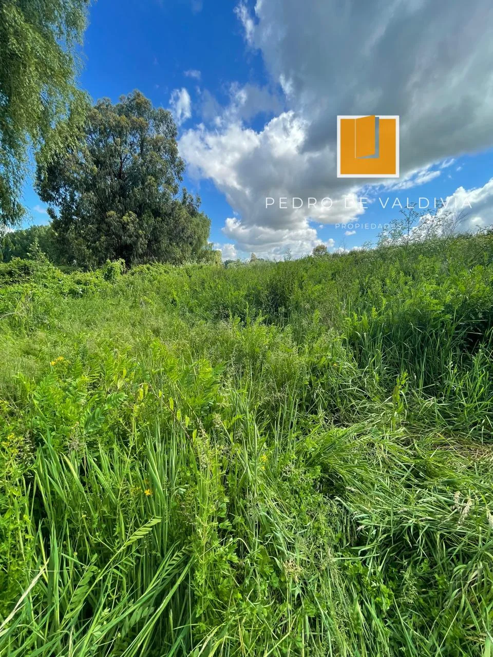 Talquipen Carmen Gutierrez (3)