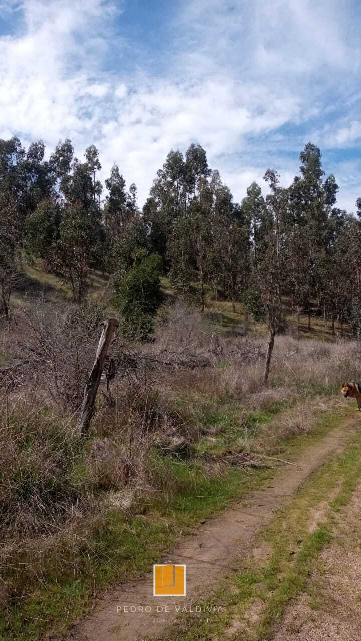 Vendo 10 hectáreas en Ninhue (1)