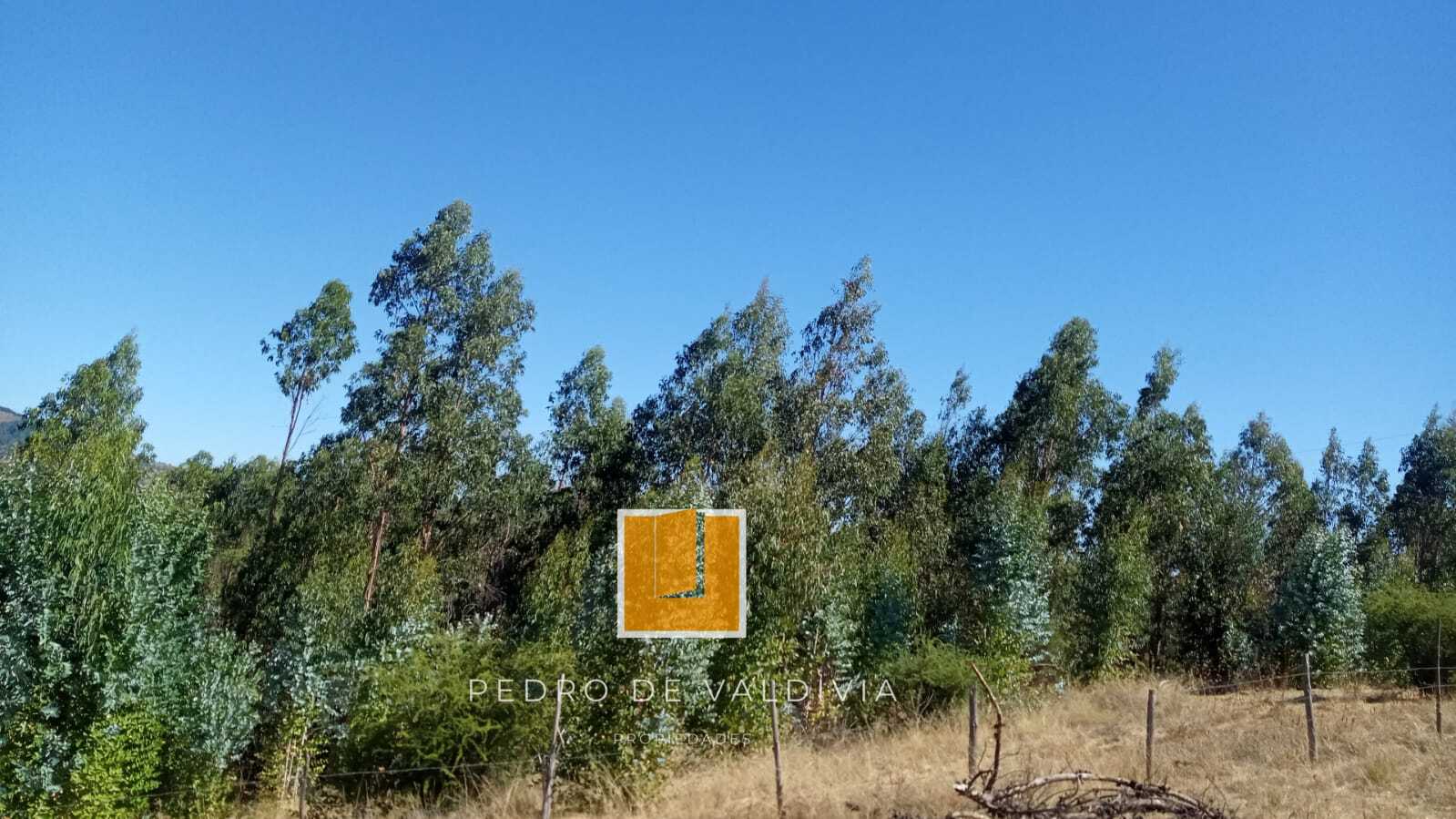 Vendo 10 hectáreas en Ninhue (10)