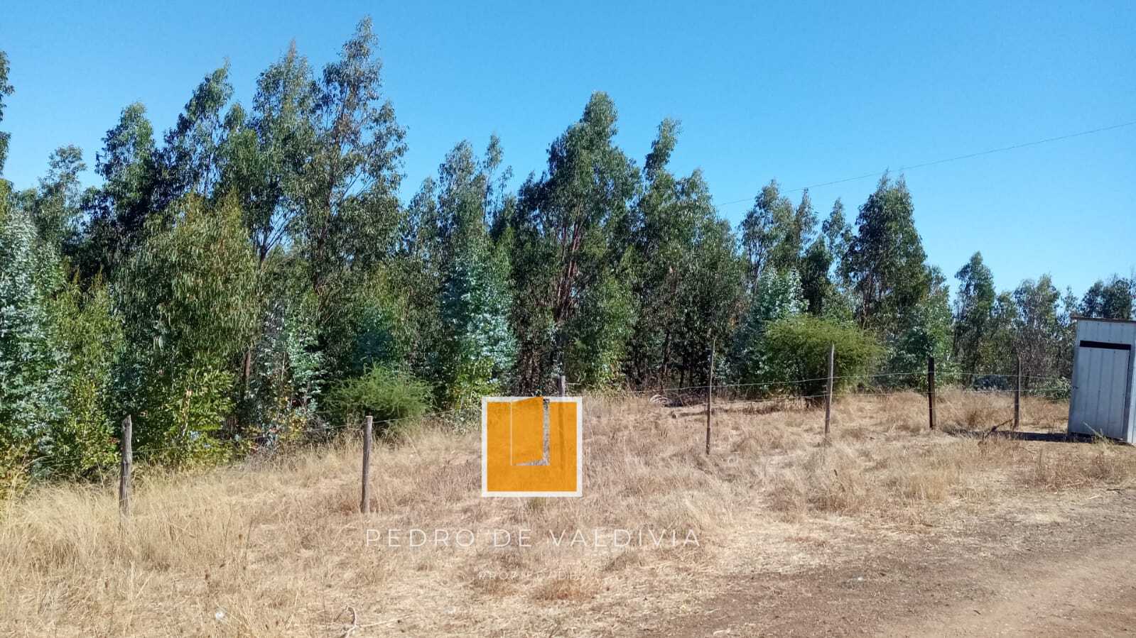 Vendo 10 hectáreas en Ninhue (11)