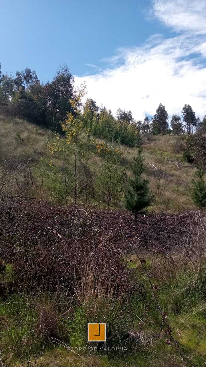 Vendo 10 hectáreas en Ninhue (2)