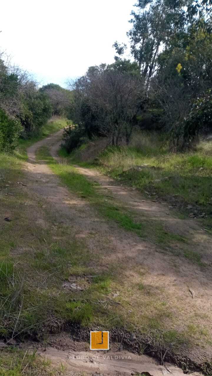 Vendo 10 hectáreas en Ninhue (3)