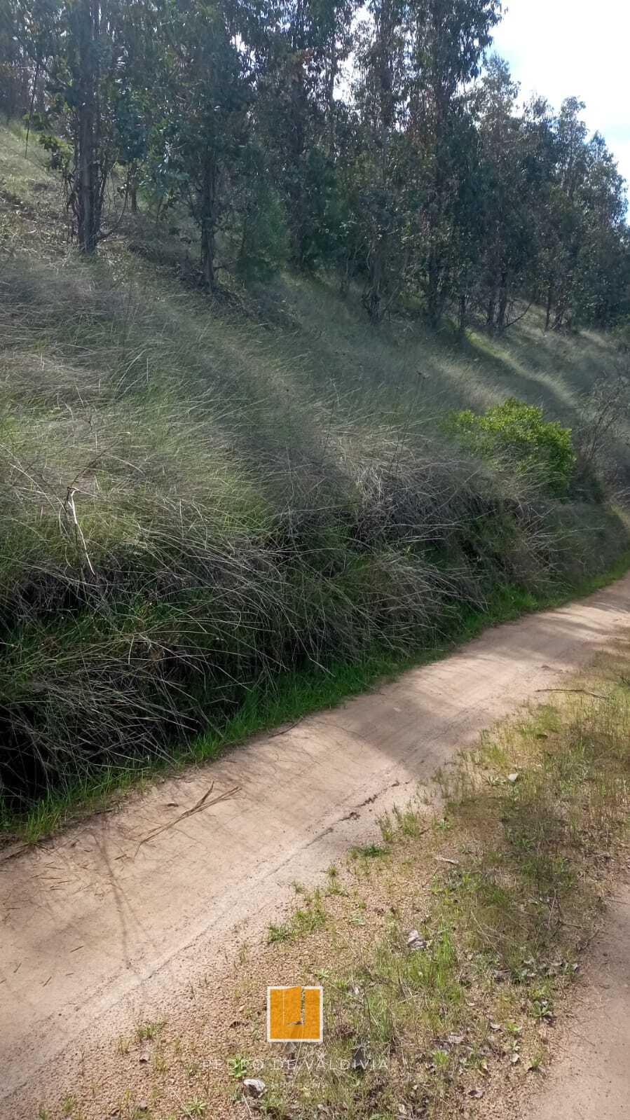 Vendo 10 hectáreas en Ninhue (4)