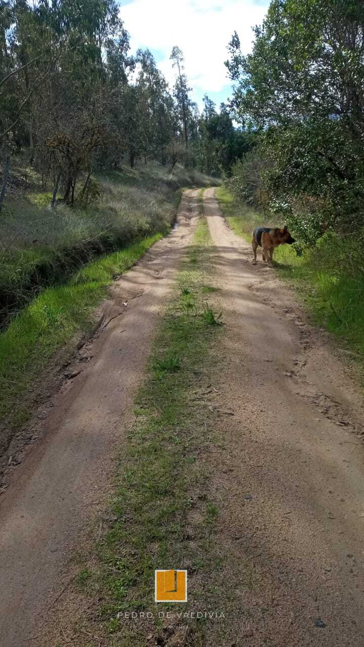 Vendo 10 hectáreas en Ninhue (5)
