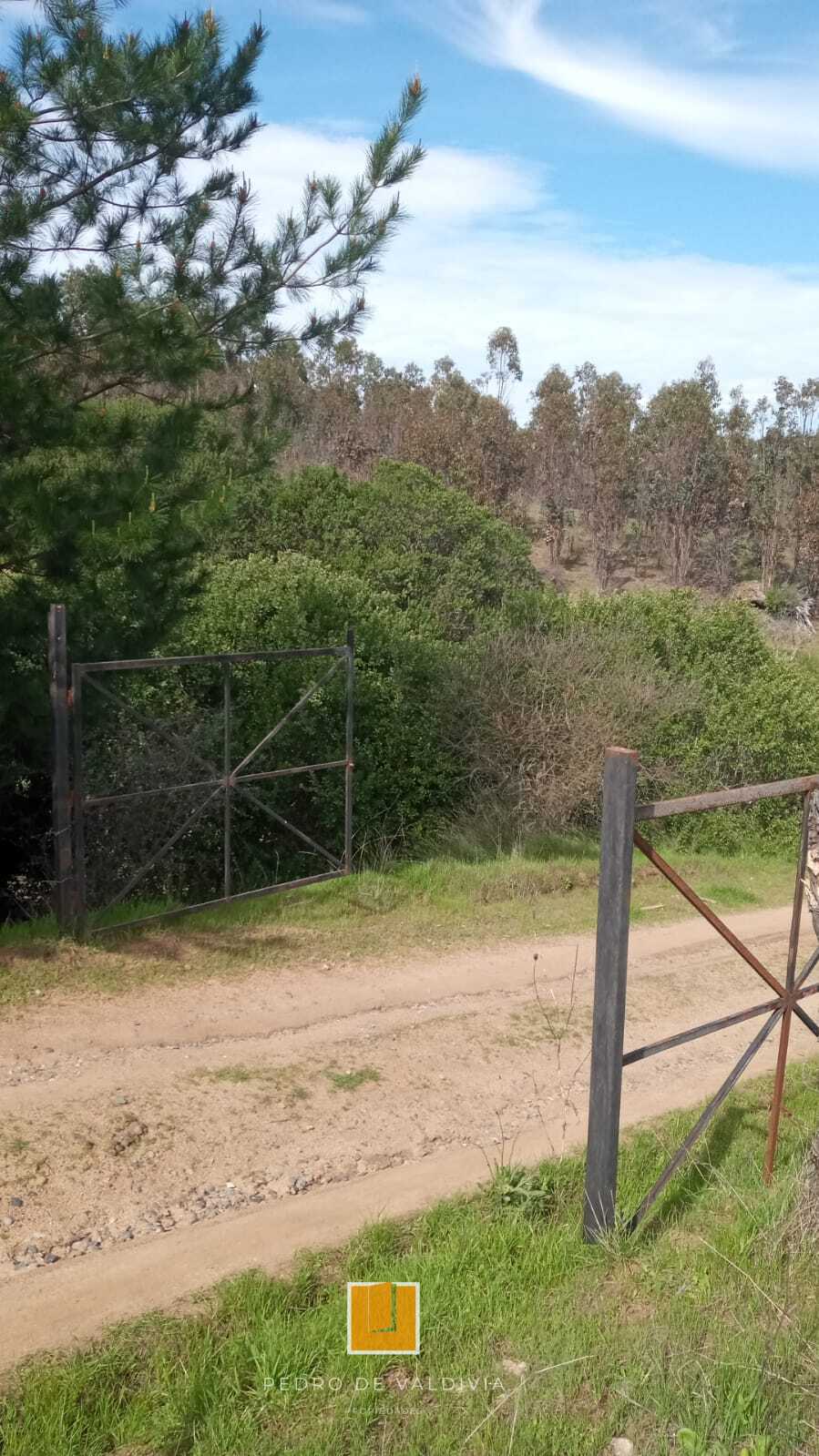 Vendo 10 hectáreas en Ninhue (6)