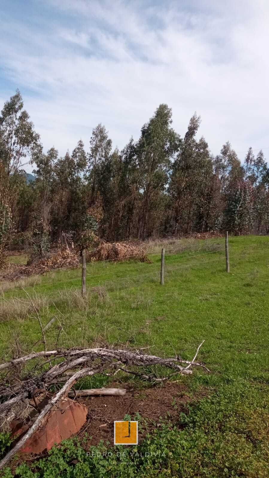 Vendo 10 hectáreas en Ninhue (7)