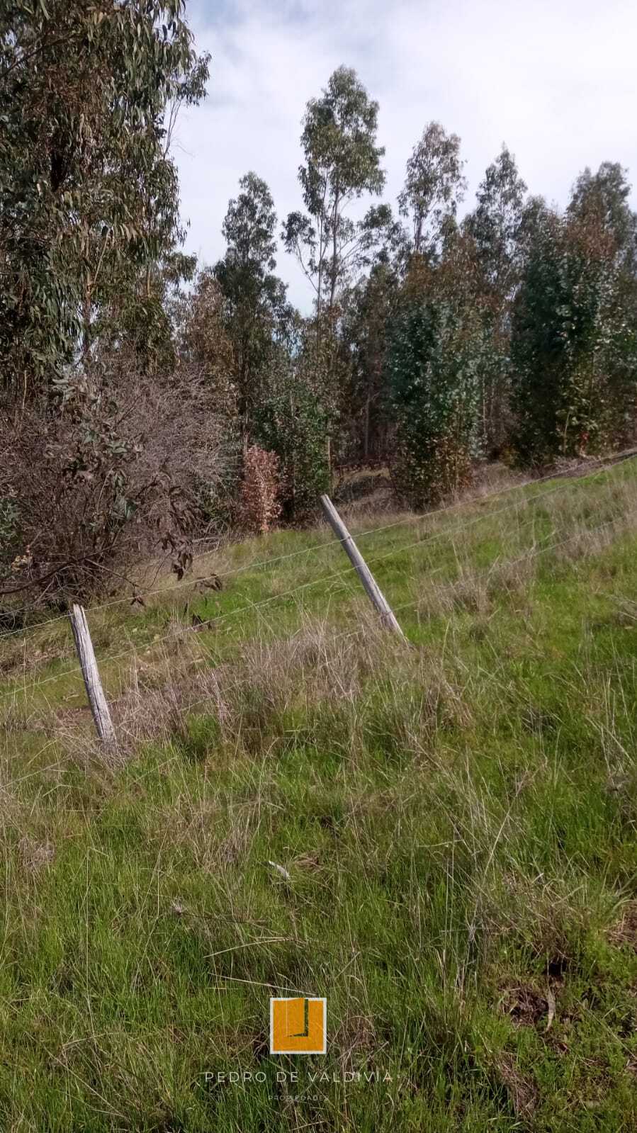 Vendo 10 hectáreas en Ninhue (8)